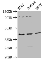 CSB-PA001367LA01HU