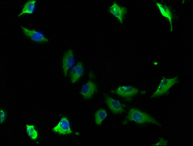CSB-PA004486LA01HU
