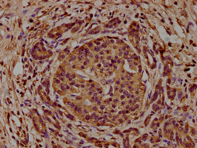 CSB-PA004486LA01HU