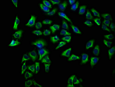 CSB-PA004955LA01HU