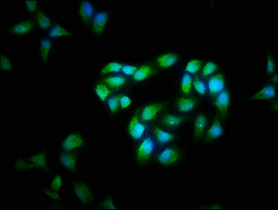 CSB-PA005282LA01HU