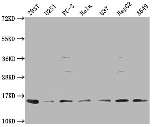 CSB-PA007945LA01HU