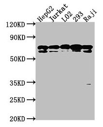 CSB-PA010823HA01HU