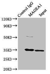 CSB-PA013323ESR2HU