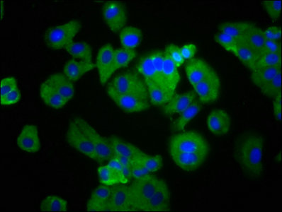 CSB-PA018973LA01HU