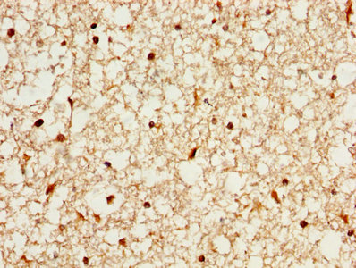 CSB-PA019557LA01HU