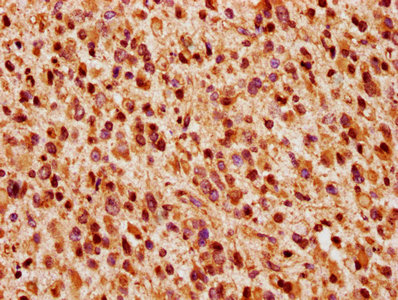 CSB-PA026123LA01HU