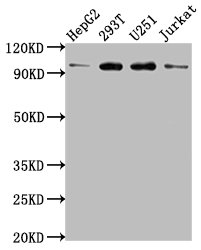 CSB-PA622929LA01HU