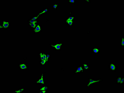 CSB-PA820182NA01HU