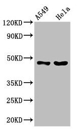 CSB-PA843323LA01HU