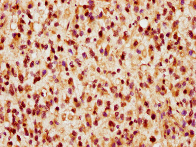 CSB-PA858733LA01HU