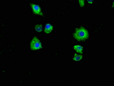 CSB-PA859103LA01HU