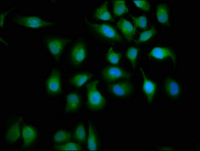 CSB-PA861144LA01HU