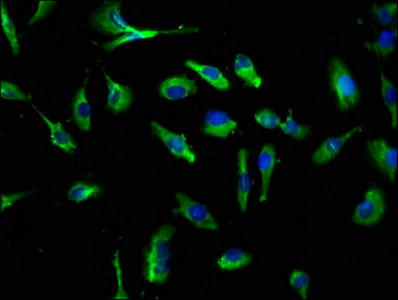 CSB-PA891553LA01HU