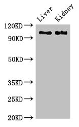 CSB-PA004036LA01HU