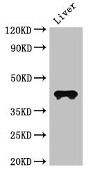 CSB-PA004842LA01HU