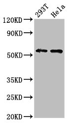 CSB-PA007744LA01HU