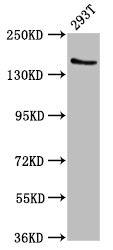 CSB-PA007747LA01HU
