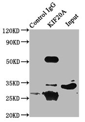 CSB-PA012321LA01HU