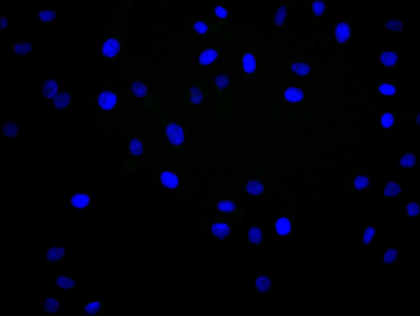 CSB-PA013505LA01HU