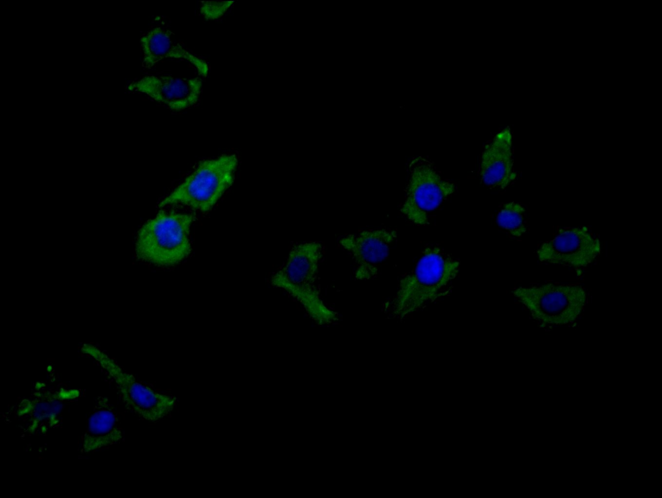 CSB-PA013505LA01HU