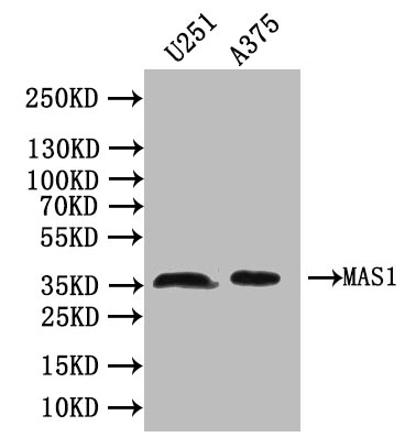 CSB-PA013505LA01HU