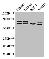 CSB-PA015741LA01HU