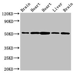 CSB-PA016146HA01HU