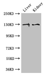 CSB-PA017511LA01HU