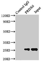 CSB-PA018659LA01HU