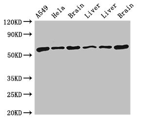 CSB-PA023470LA01HU