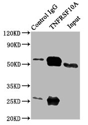 CSB-PA023964LA01HU