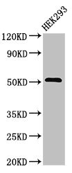 CSB-PA023964LA01HU