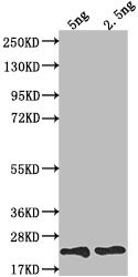 CSB-PA024292ZA01HU