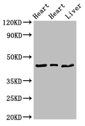 CSB-PA527983LA01HU