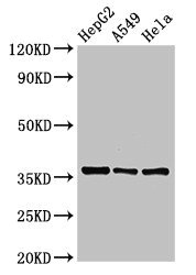 CSB-PA621643LA01HU