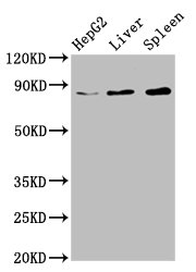 CSB-PA626626LA01HU