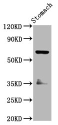 CSB-PA835713LA01HU