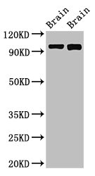 CSB-PA846292LA01HU