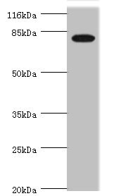 CSB-PA854162ESR2HU