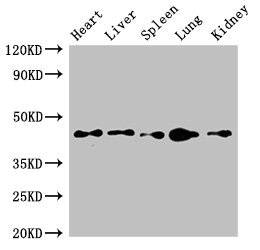 CSB-PA873604LA01HU