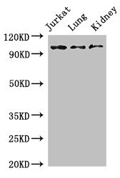 CSB-PA885774LA01HU
