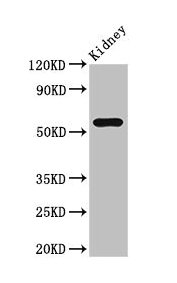 CSB-PA892132LA01HU