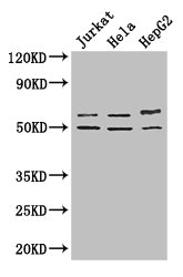 CSB-PA896902LA01HU