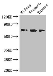 CSB-PA896912LA01HU