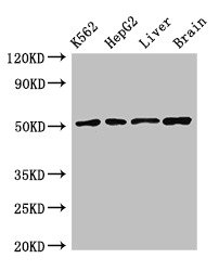 CSB-PA897459LA01HU
