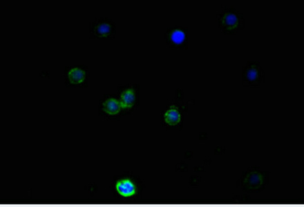 CSB-MA0157131A0m