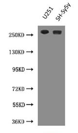 CSB-MA0157131A0m
