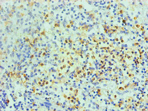 CSB-MA0206411A0m