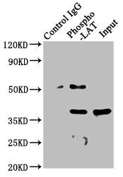 CSB-RA012767A191phHU